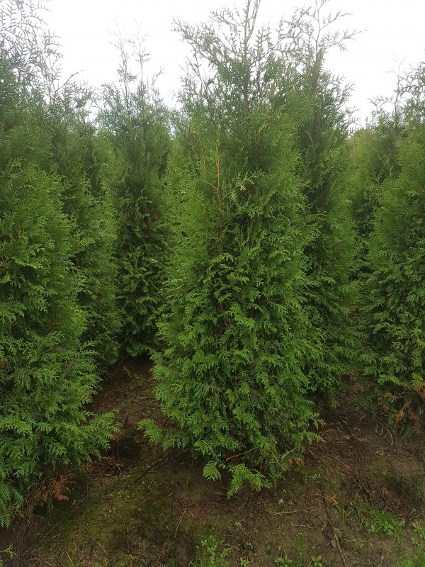 Thuja occidentalis Brabant-0