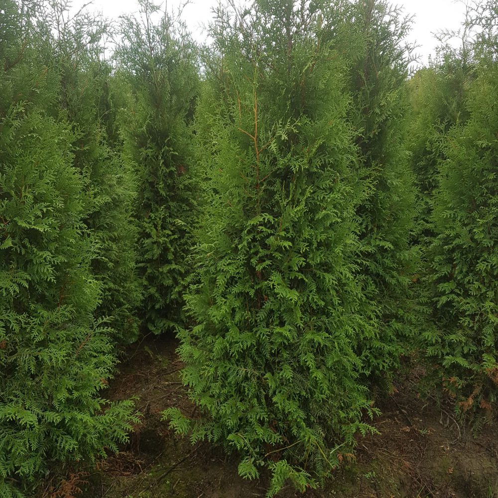 Thuja occidentalis Brabant-0