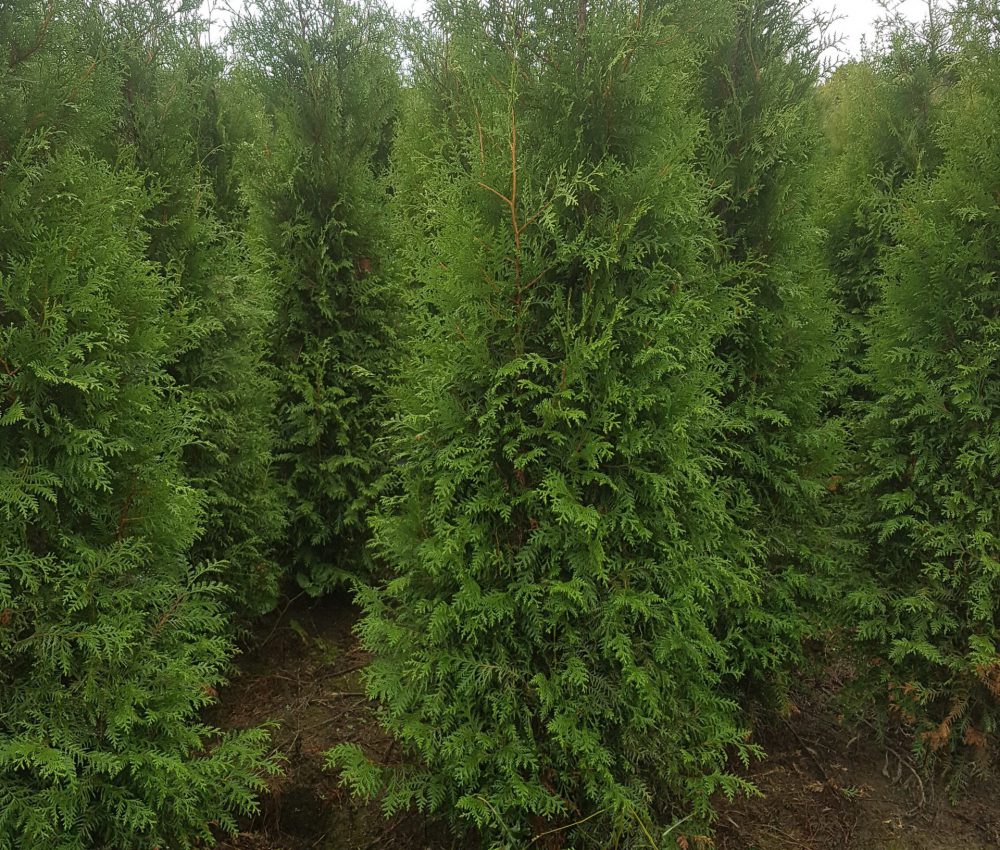 Thuja occidentalis Brabant-0