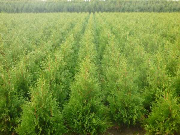 Thuja occidentalis Brabant-476