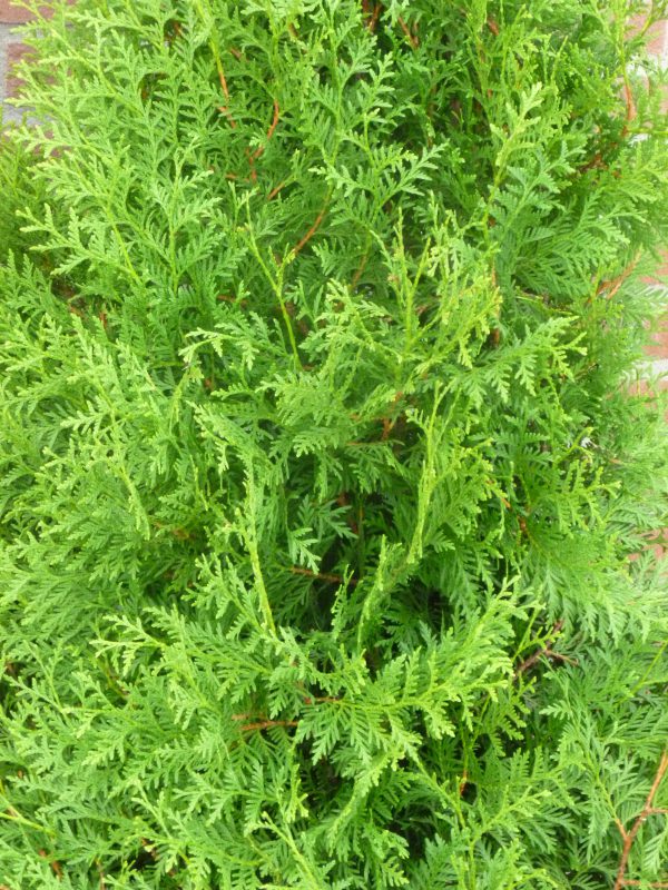 Thuja occidentalis Brabant-363