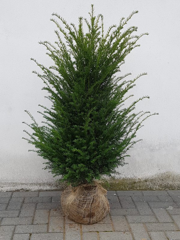 Taxus Baccata-0