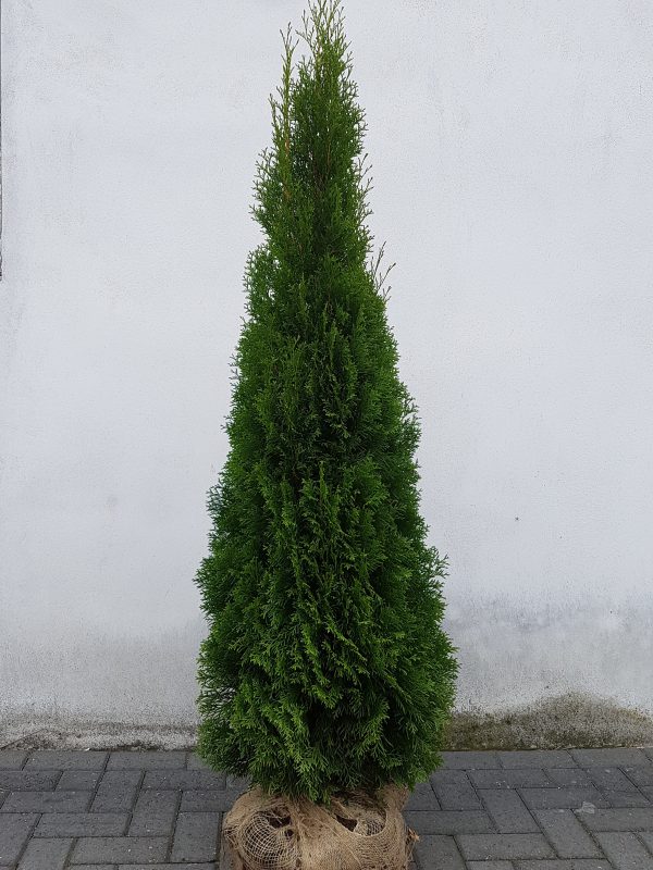 Thuja occidentalis Smaragd-0