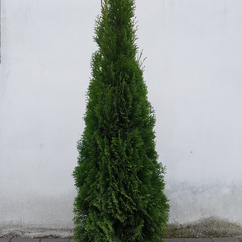 Thuja occidentalis Smaragd-0