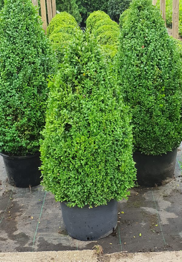 Buxus sempervirens (kegelvormig)-0