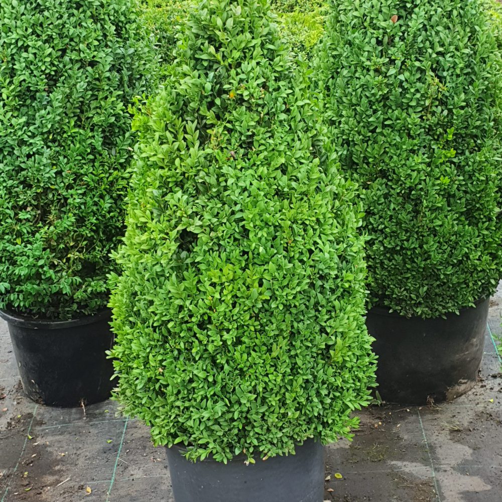 Buxus sempervirens (kegelvormig)-0