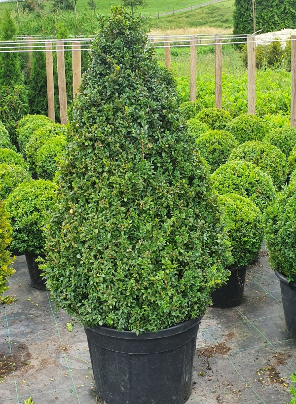 Buxus sempervirens (kegelvormig)-513