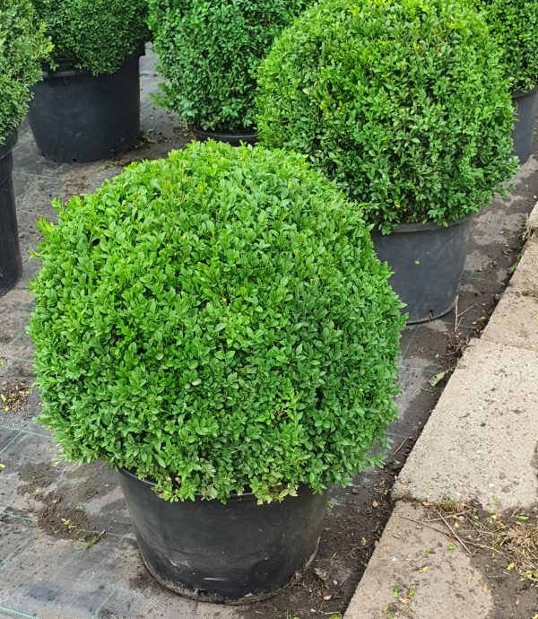 Buxus sempervirens (bolvormig)-0