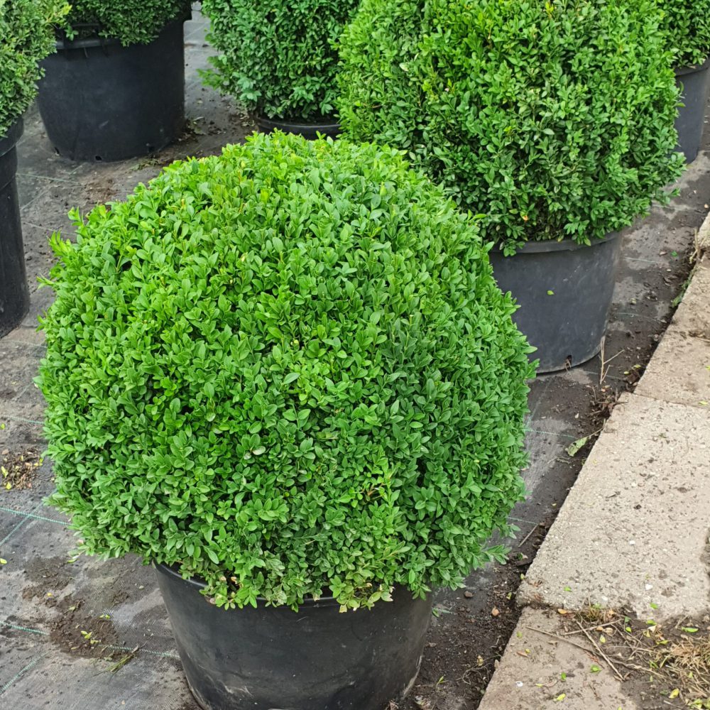 Buxus sempervirens (bolvormig)-0