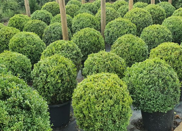 Buxus sempervirens (bolvormig)-511