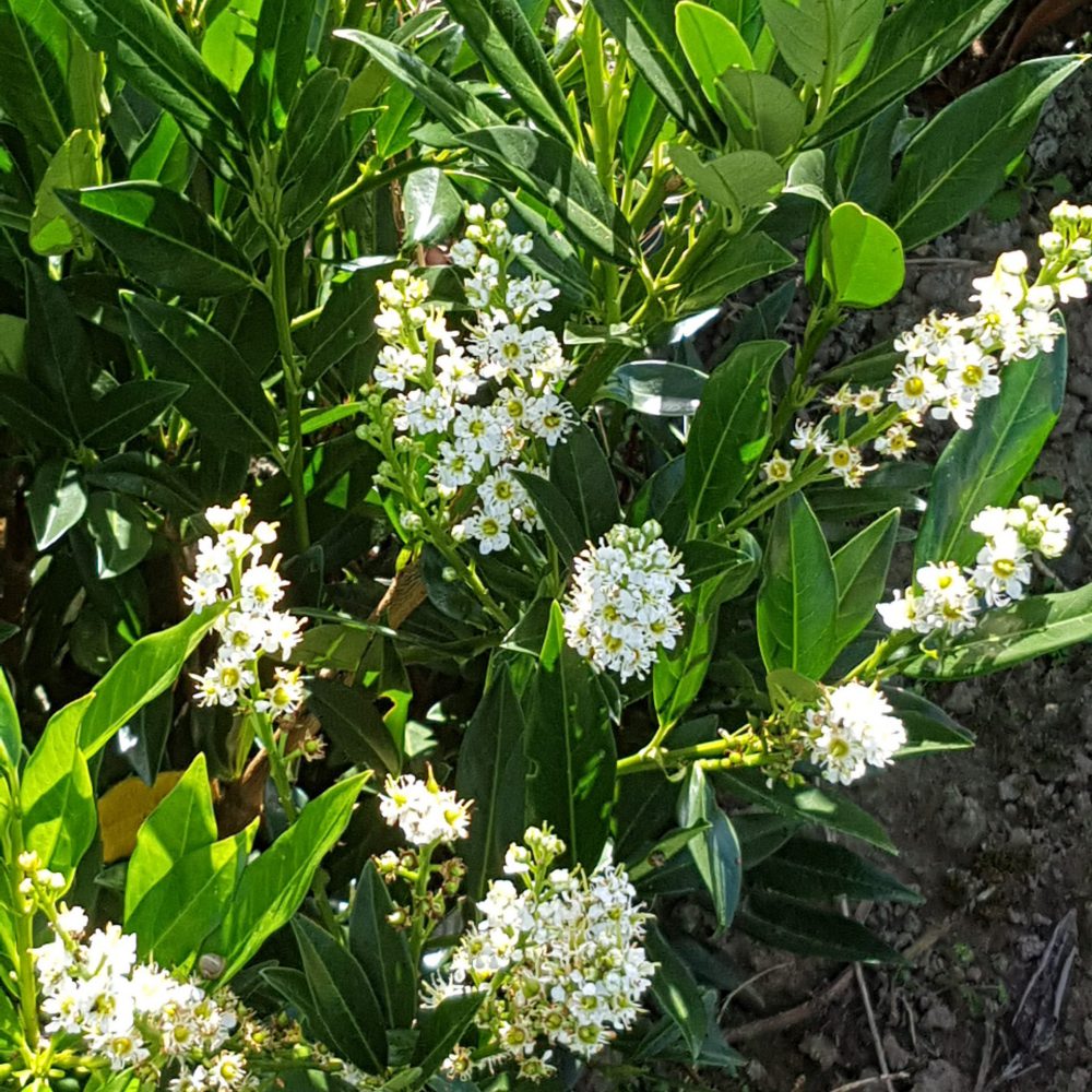 Prunus laurocerasus Otto Luyken-0