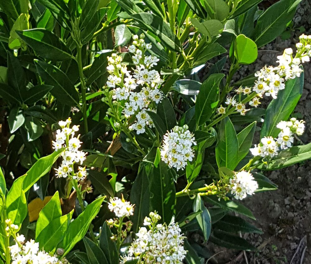 Prunus laurocerasus Otto Luyken-0