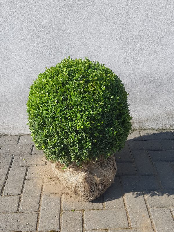 Buxus sempervirens (bolvormig)-375