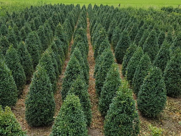 Buxus sempervirens (kegelvormig)-381