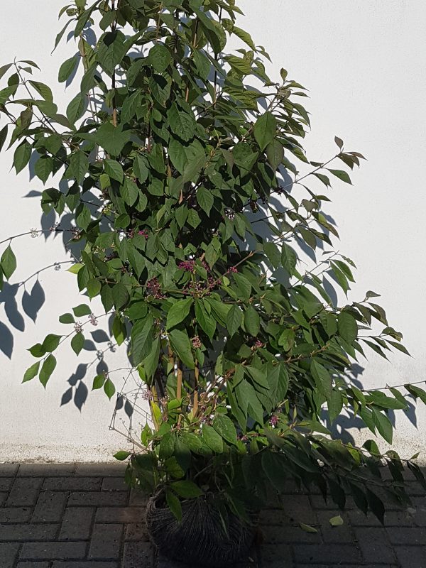 Callicarpa bodinieri Profusion-0