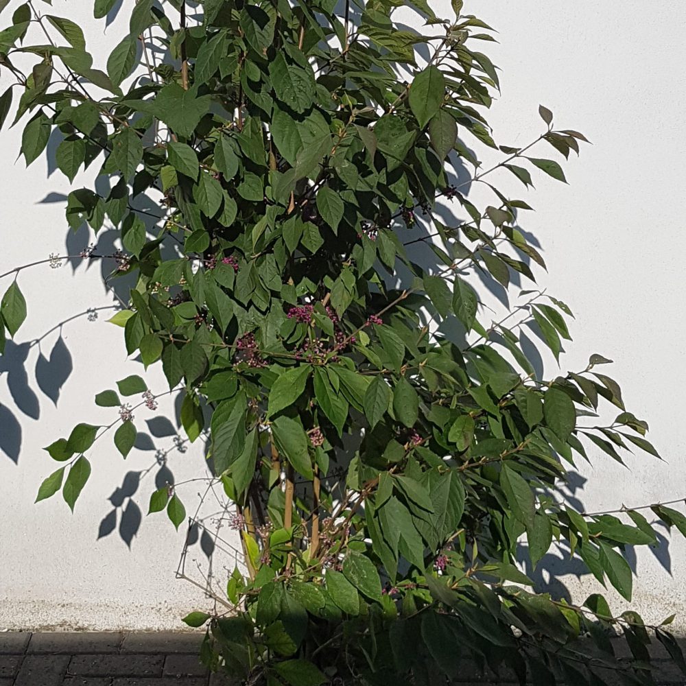 Callicarpa bodinieri Profusion-0