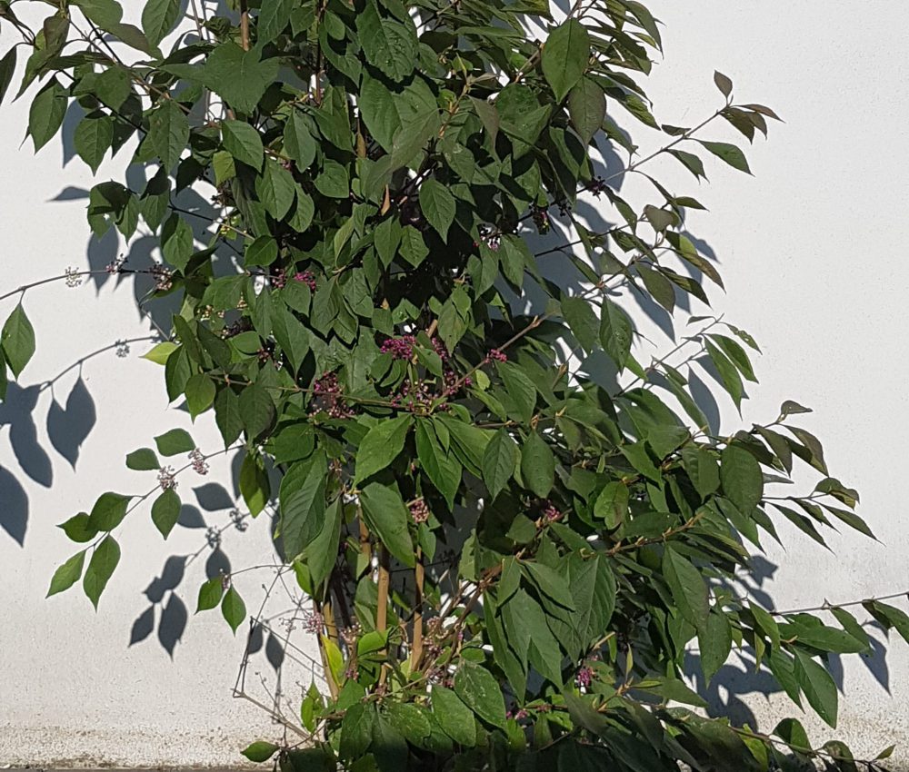 Callicarpa bodinieri Profusion-0