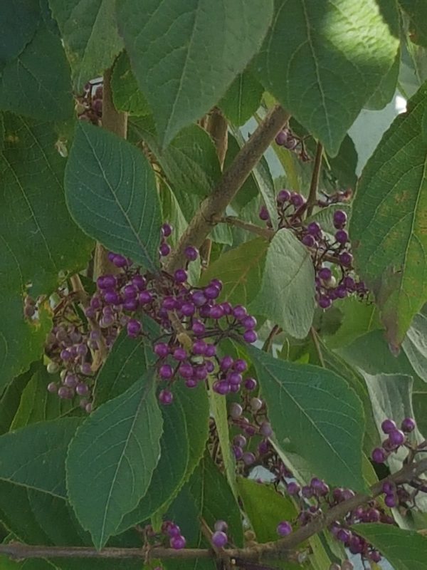 Callicarpa bodinieri Profusion-420