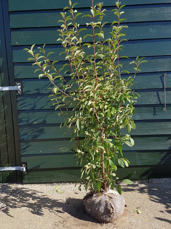 Viburnum bodnantense Dawn-0