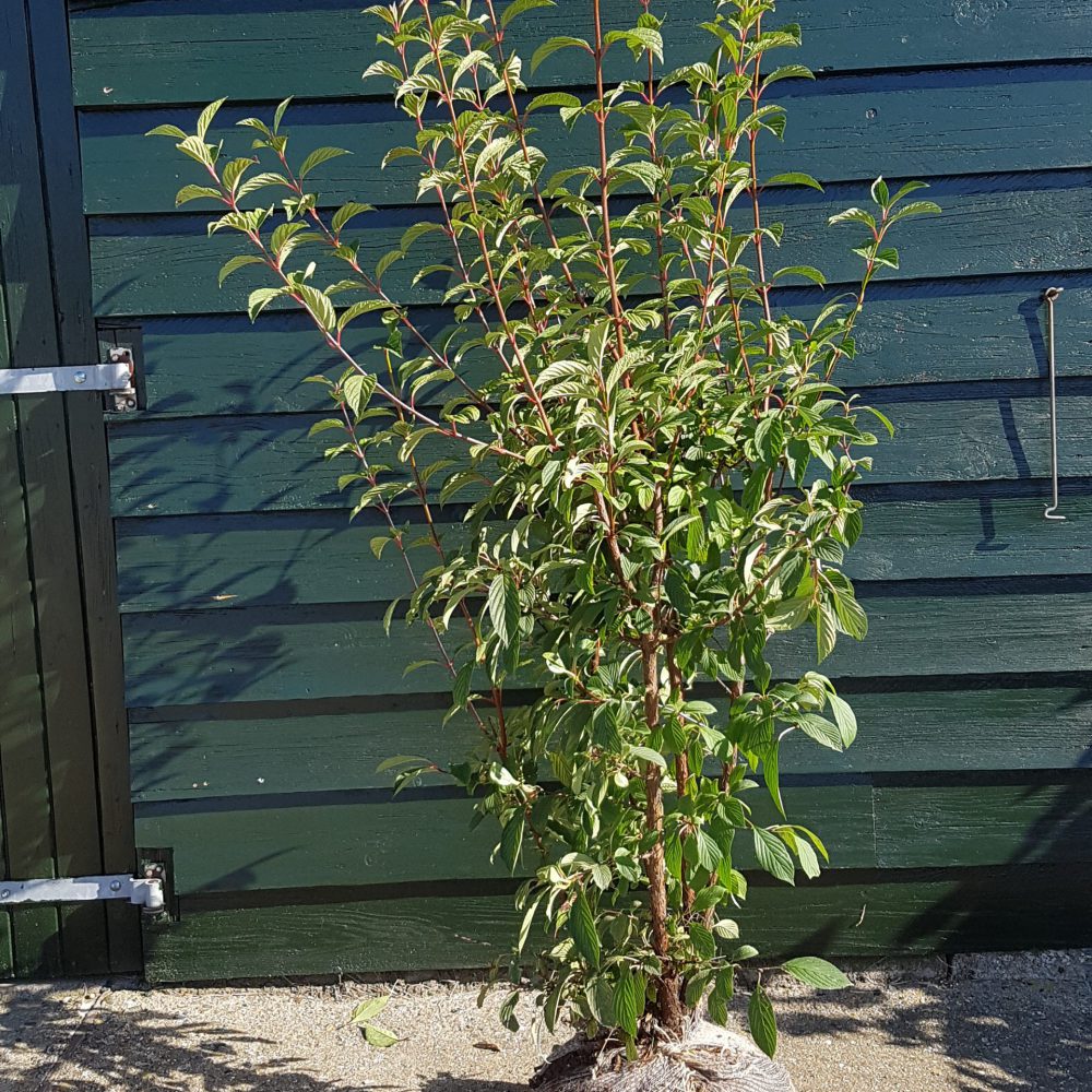 Viburnum bodnantense Dawn-0