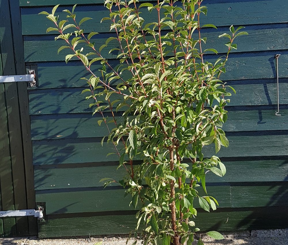 Viburnum bodnantense Dawn-0