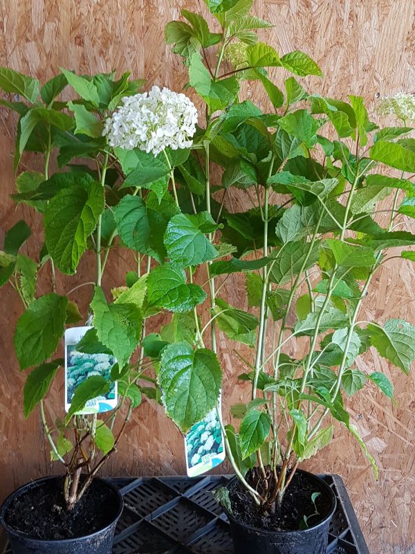 Hydrangea arborescens 'Annabelle'-426