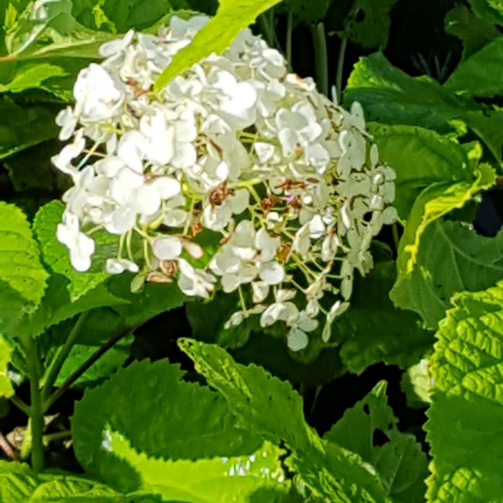 Hydrangea arborescens ‘Annabelle’-0