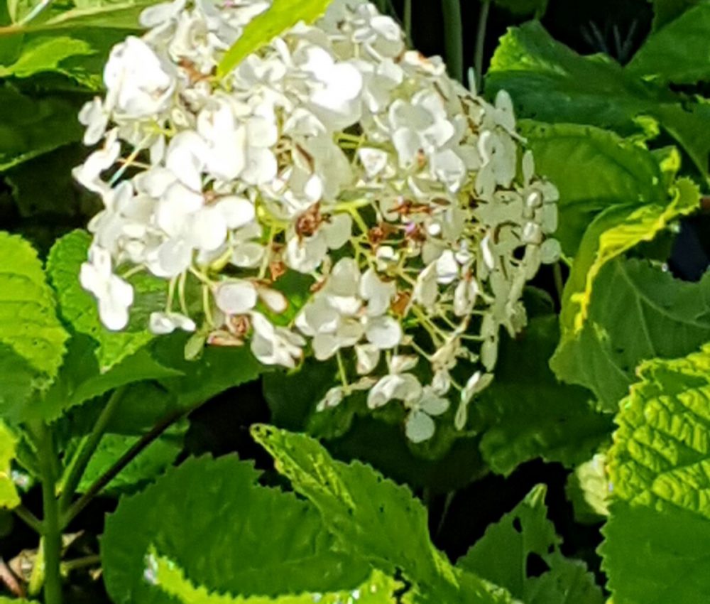 Hydrangea arborescens ‘Annabelle’-0