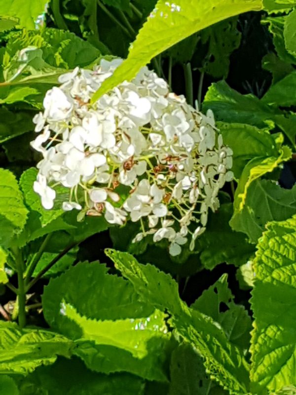 Hydrangea arborescens 'Annabelle'-0