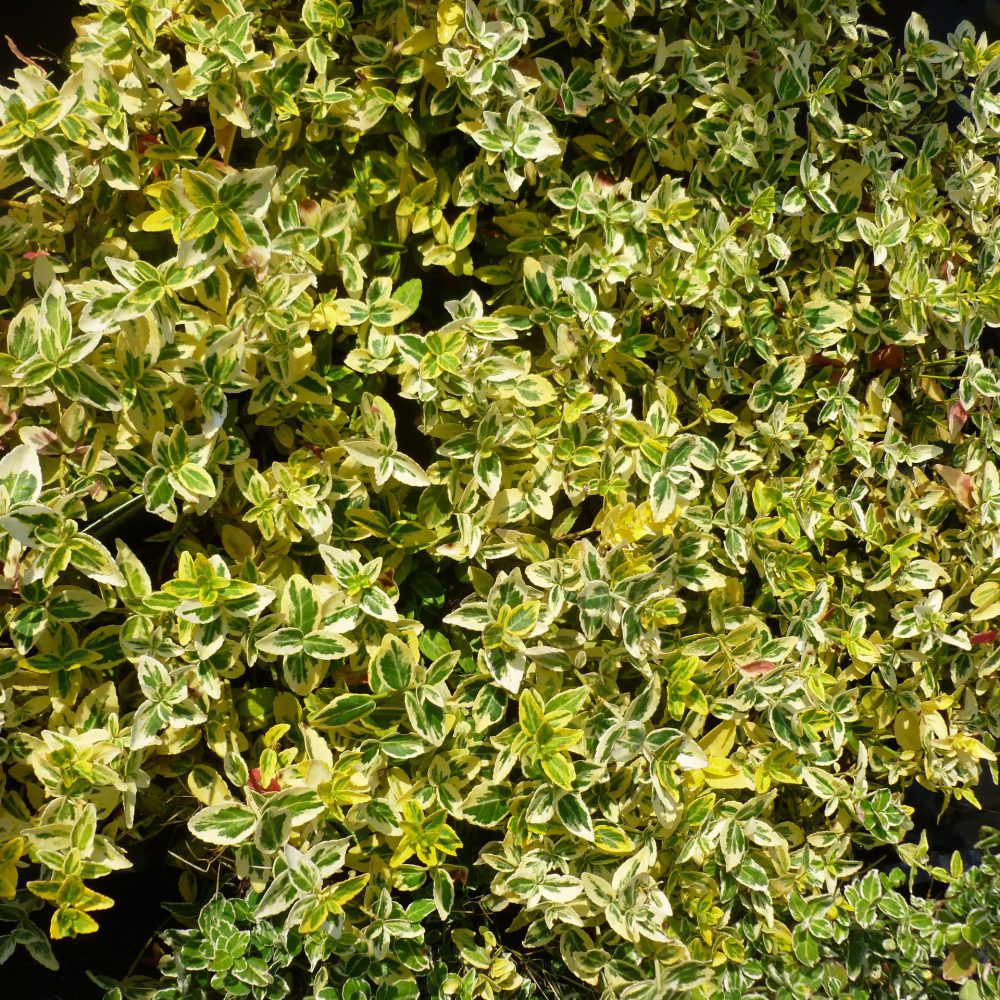 Euonymus Fortunei 15-20 cm-0