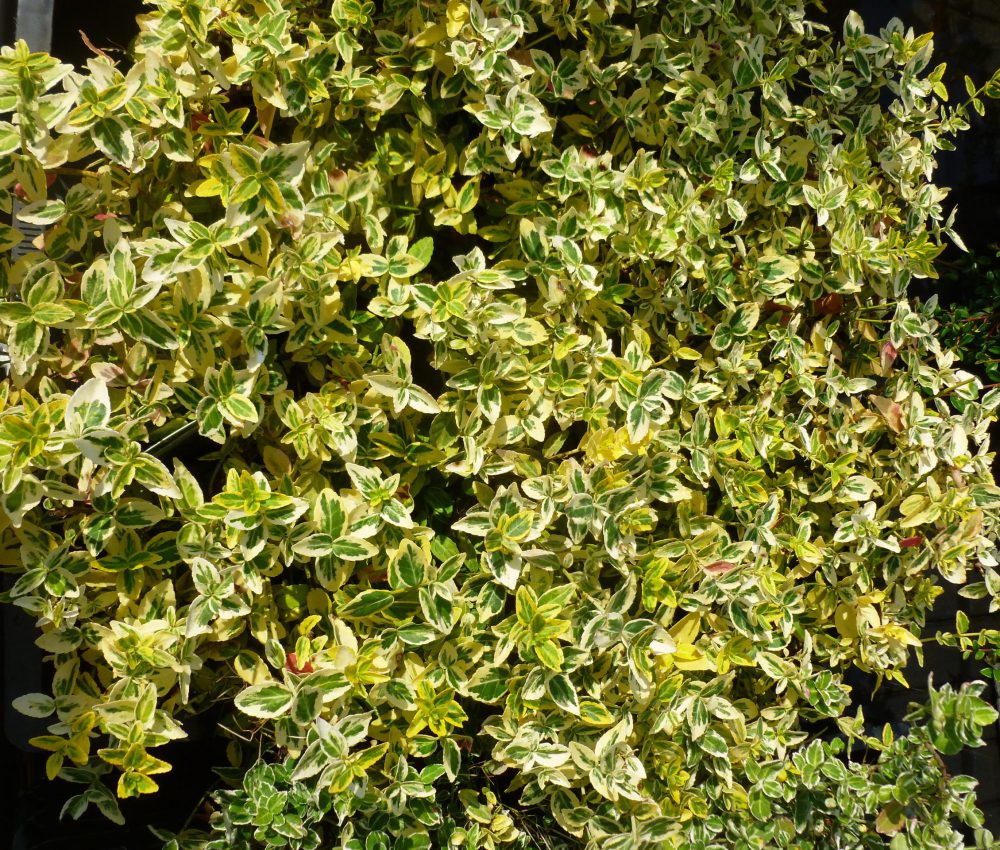 Euonymus Fortunei 15-20 cm-0