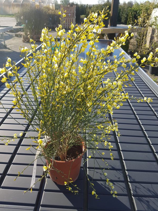 Cytisus 40/50-0