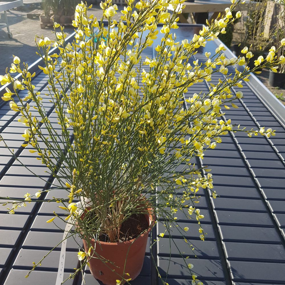 Cytisus 40/50-0