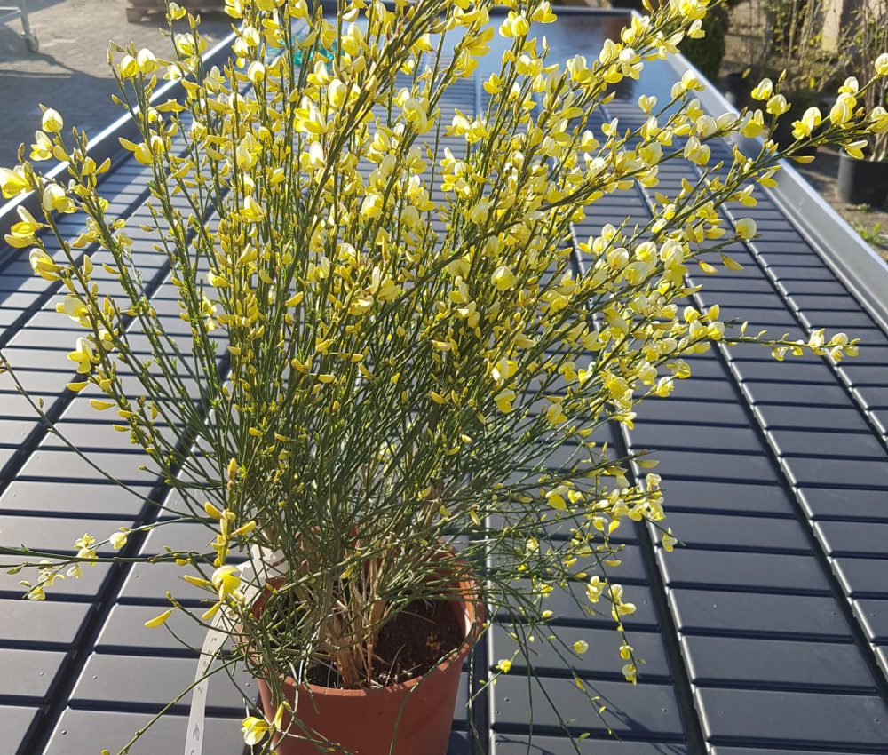 Cytisus 40/50-0