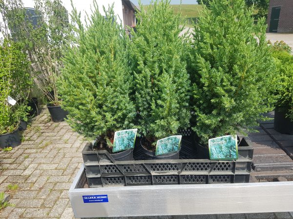 Juniperus chinensis Stricta-0