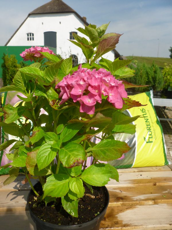 Hydrangea Macrophylla-0