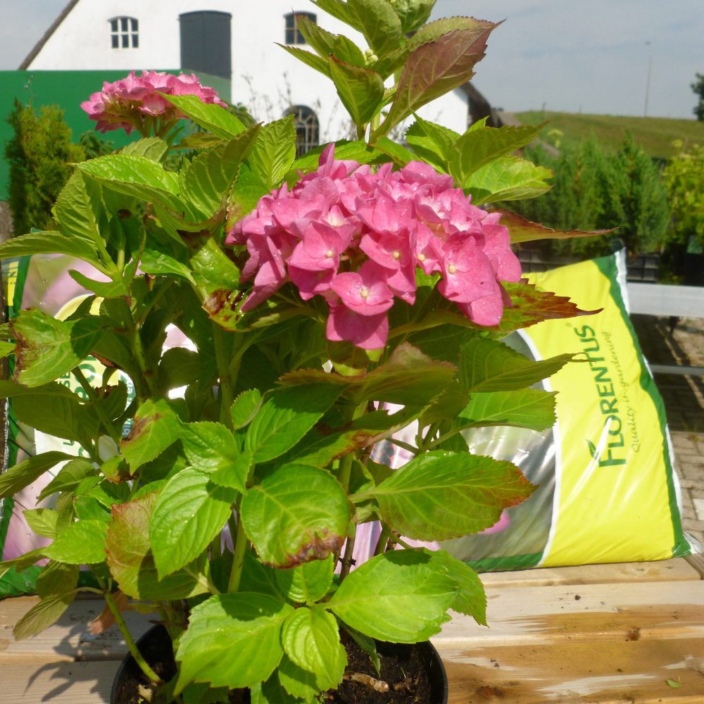 Hydrangea Macrophylla-0