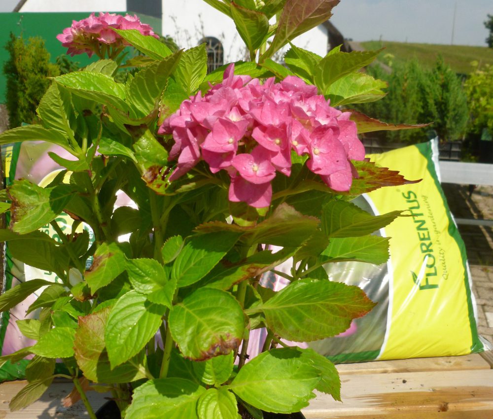 Hydrangea Macrophylla-0