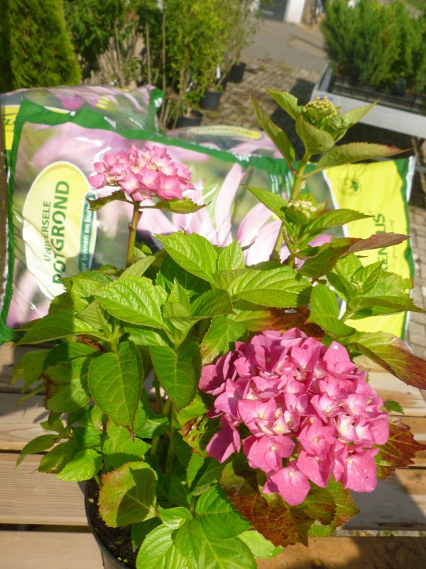 Hydrangea Macrophylla-455