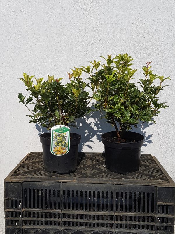 Osmanthus Goshiki 25/30-0