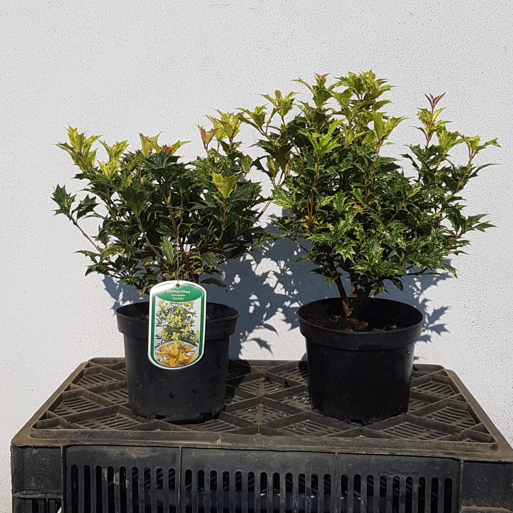 Osmanthus Goshiki 25/30-0