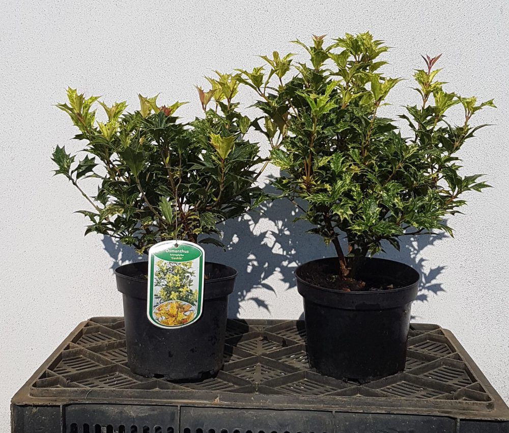 Osmanthus Goshiki 25/30-0