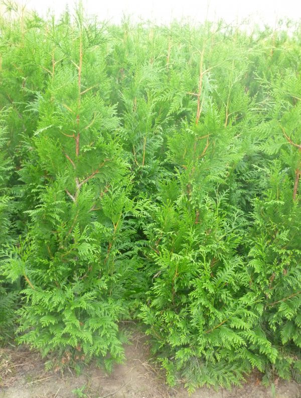 Thuja plicata Martin-523